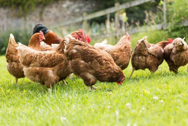 galline e animali da cortile