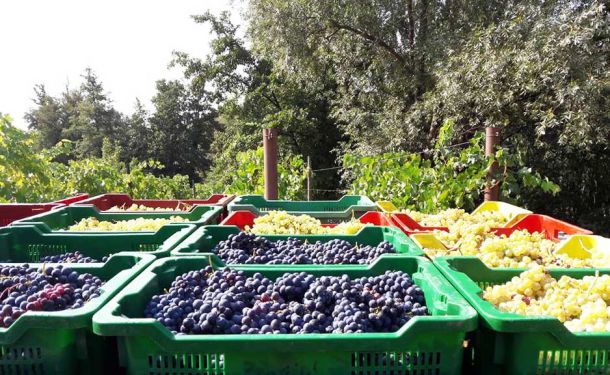 la vendemmia