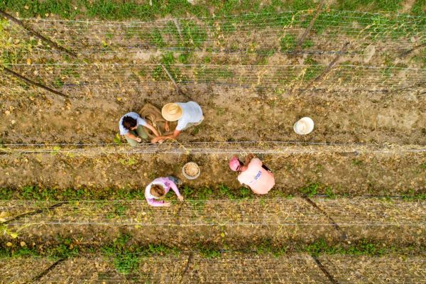  Sorana bean harvest