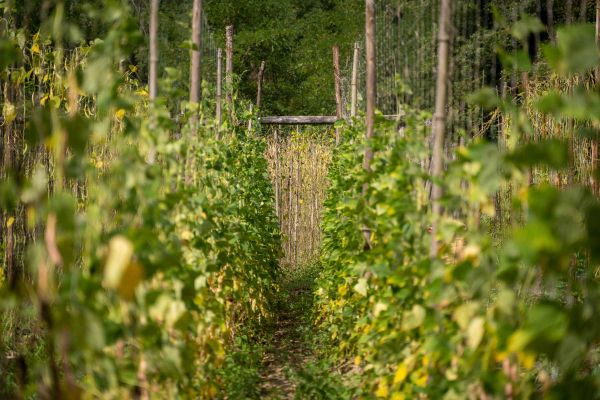  the sorana bean crops