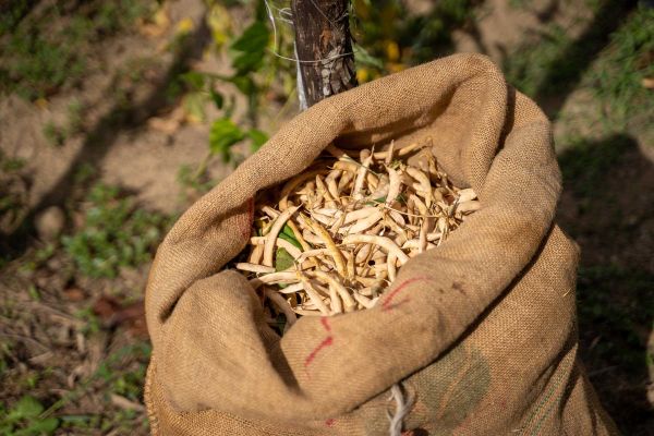 sack of sorana beans