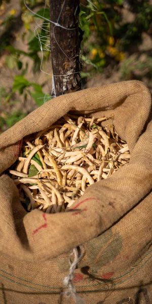 fagiolo di sorana produzione terre di cocomo